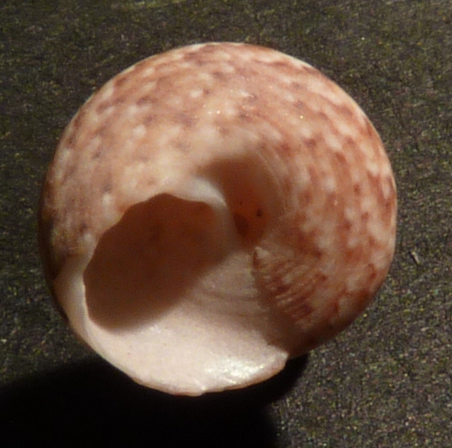 Trochidae Gibbula turbinoides ?